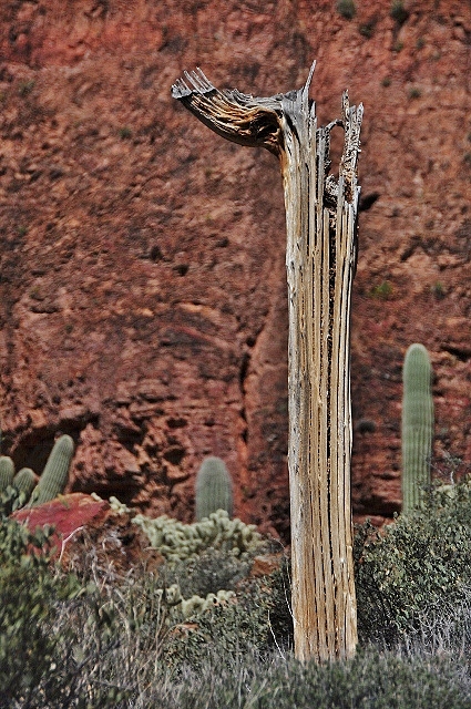 Saguaro skeleton